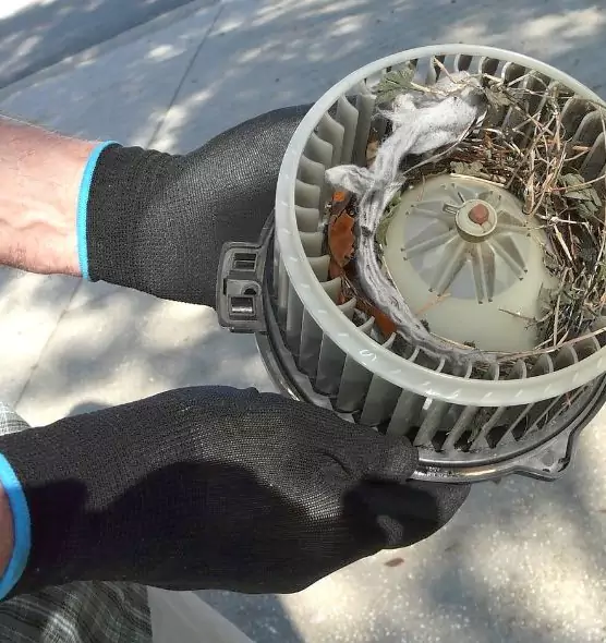 About Air Duct Mice Removal in Opelousas, LA